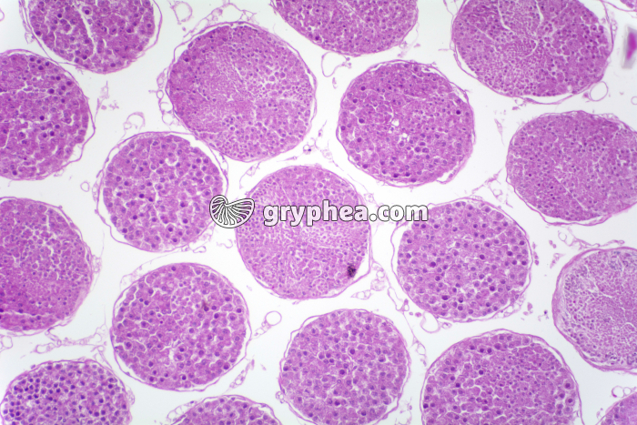 Testicule de Criquet HE x40 - gryphea.com